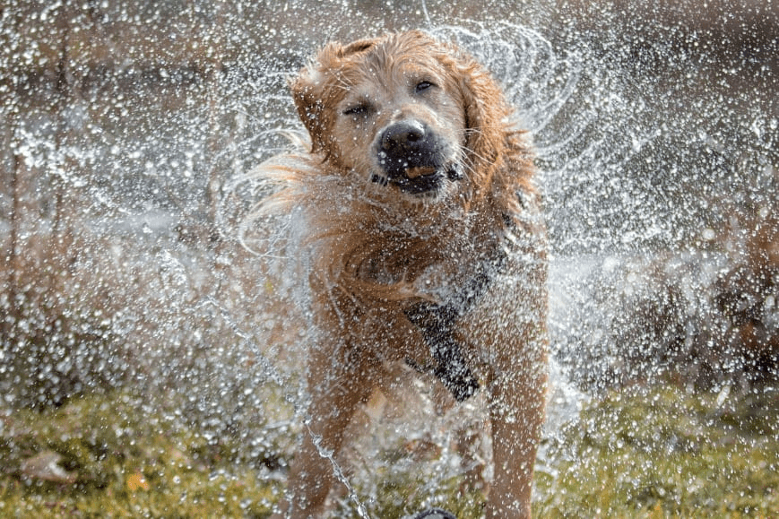 濡れた動物がブルブル体を震わせる神経メカニズムを解明！意外な神経が関係していた (2/2)