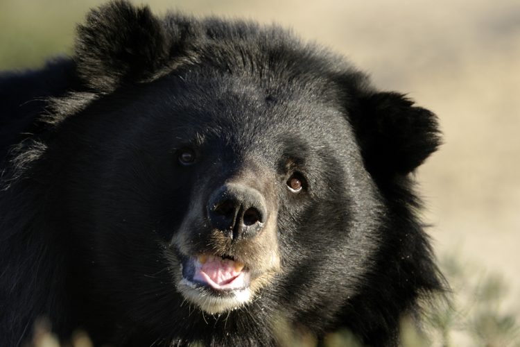 「頭皮が食われ、頭蓋骨が露出した状態」「遺体のそばで『ウウー』と唸り声」殺人グマが起こした”バラバラ遺体“の惨劇、行政は「”特異な個体”の可能性も視野」《岩手県北上市》（NEWSポストセブン）
