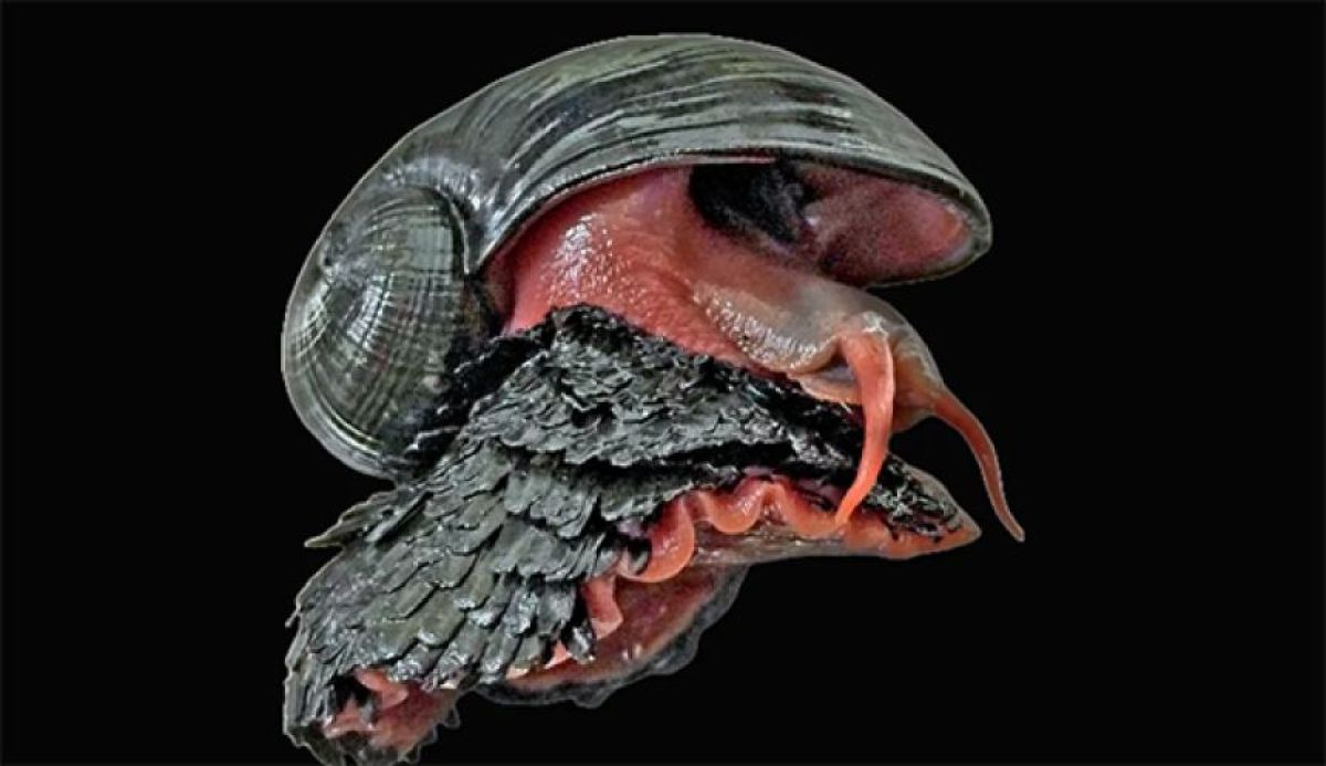 鉄のウロコを足にまとったウロコフネタマガイが何も食べずに生きていける理由