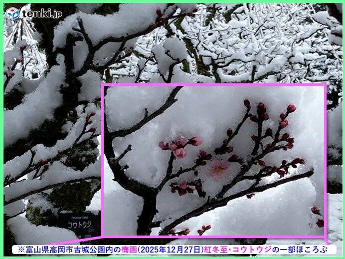 北陸は早咲きの紅冬至と雪のコラボ 年始にかけて寒波到来か ヒートショックにも注意