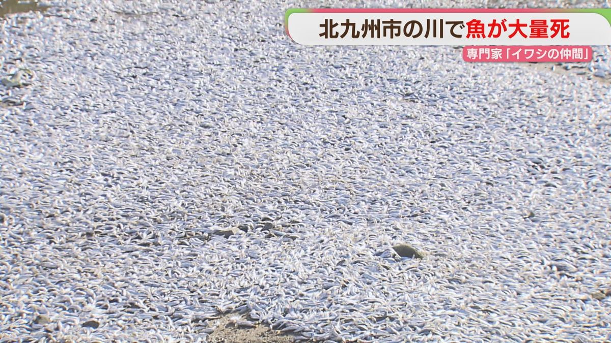 「なんか怖い」川を埋め尽くす大量の魚 専門家は2つの可能性を指摘 北九州市