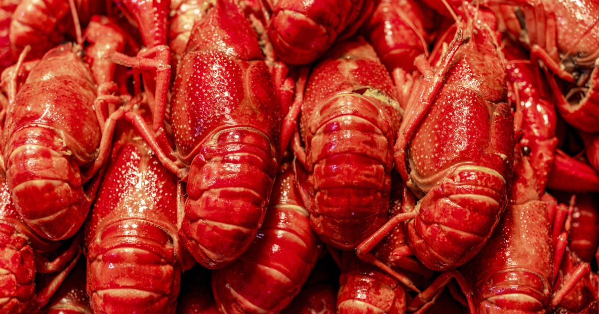 中国の人気グルメ、ザリガニが突然値崩れ 「夏の定番」に何が?