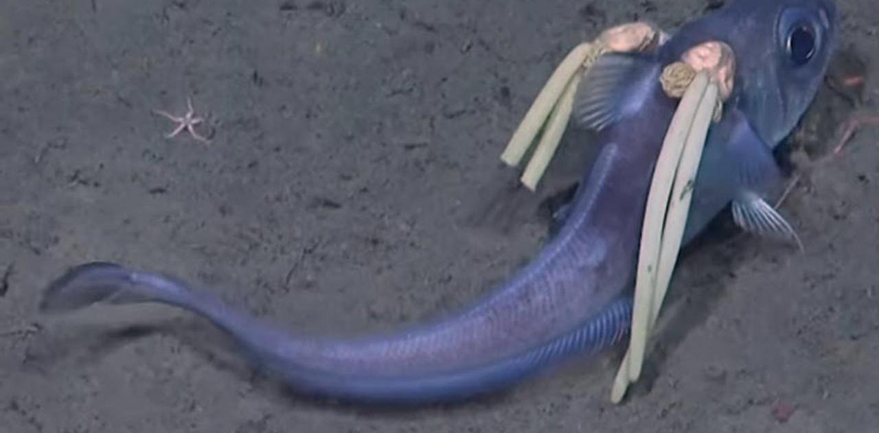 セーラームーンみたいな深海魚が発見される。ツインテールの正体に…ゾッ