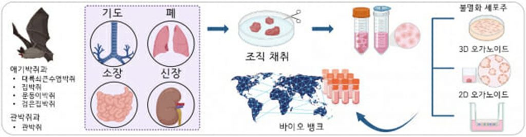 韓国の研究機関、コウモリでウイルス実験モデルを構築…コロナなどに「先制対応」（KOREA WAVE）