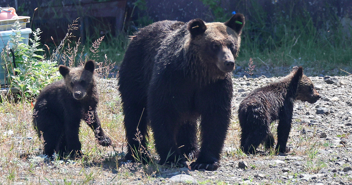 「生きたまま食われるんだよ」逆転勝訴のクマハンター “クマとの共存”質問に突きつけた現場のリアルにネット衝撃