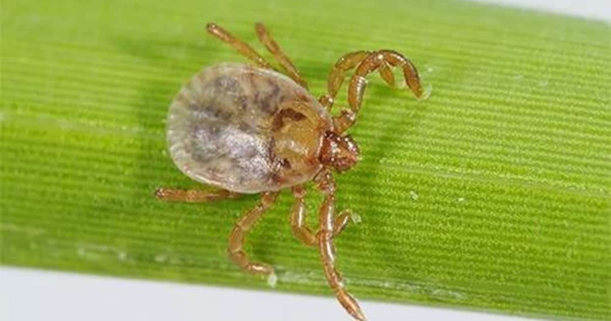 致死率27％、マダニから感染「SFTS」 東日本でも拡大の兆し
