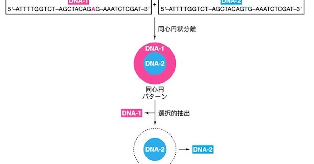 東大と理研、ガラス板と塩水を用いた液-液相分離により構造が似た水溶性高分子の混合物を迅速分離することに成功