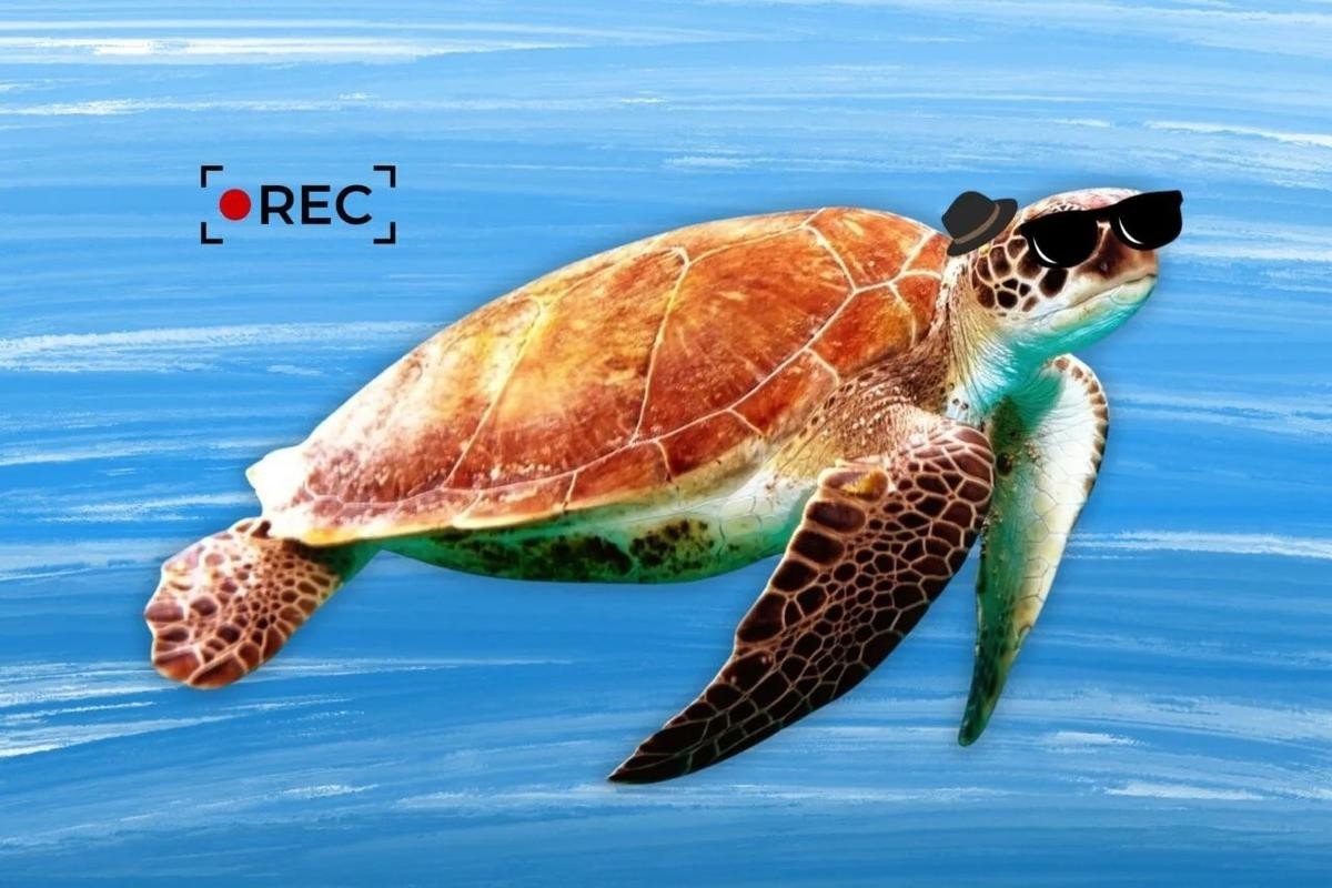亀や魚がスパイに!? 中国当局が海洋データを盗まれたと非難