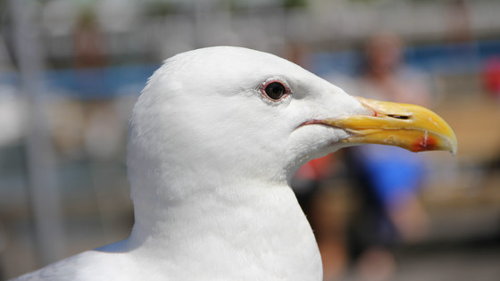 インカ帝国の王国は「鳥のふん」によって支えられていたという研究結果