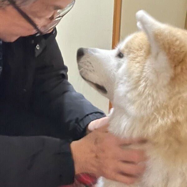 毎日17時に玄関でパパを待つ秋田犬の“おかえり”習慣、その心理とは？獣医師が解説（いぬのきもち WEB MAGAZINE）