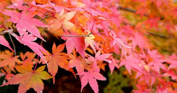 【投票企画】伝わるキャッチコピーはどれだ!? 第19回表現王選手権「紅葉」の魅力を端的に伝えろ！