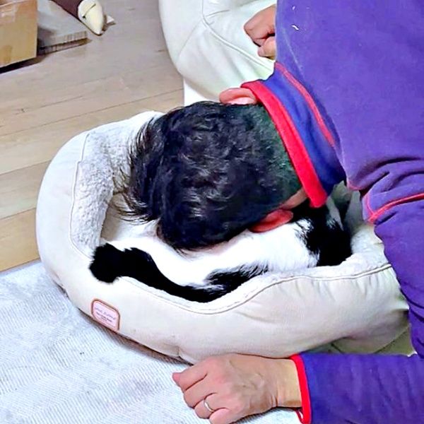 「猫は飼わない！」猛反対していたパパ→2年後の姿がこちら 犬派から一転、メロメロの様子に「結局いちばんハマるやつ」と共感の声