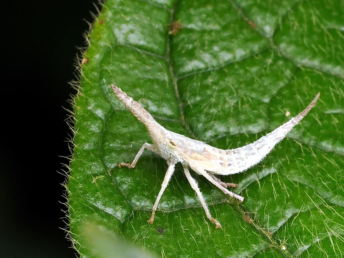 第174回 ノコギリザメのような「鼻」をした謎の幼虫の飼育に成功！