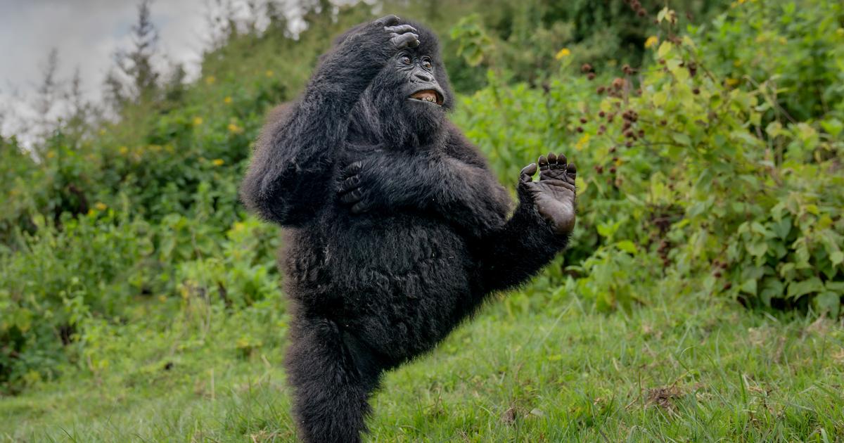 ｢おかしな動物たち｣写真コンテスト 2025年の入賞作