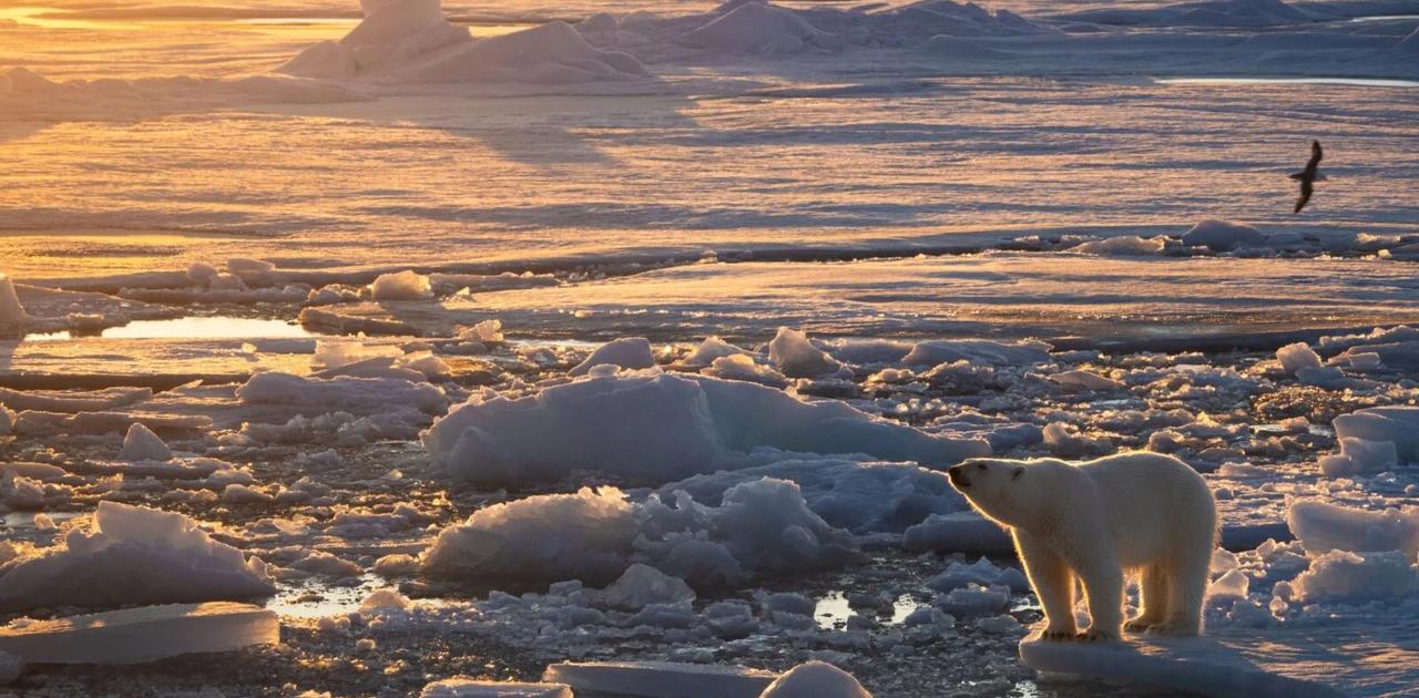 ホッキョクグマ、地球温暖化に対して予想外の適応力を見せる