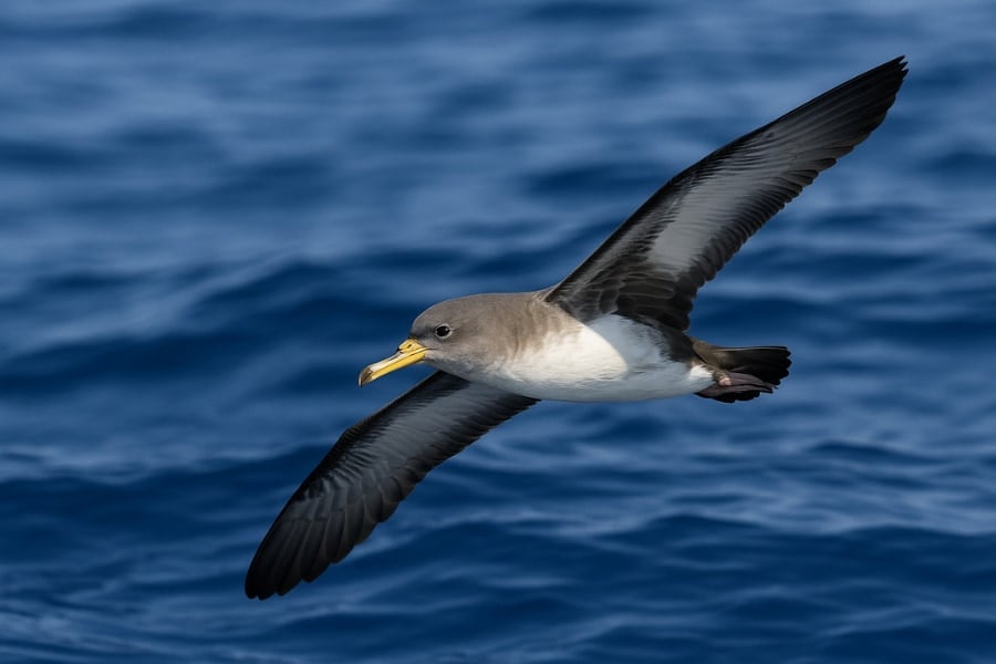 空を飛ばないと「ウンチできない」海鳥を発見