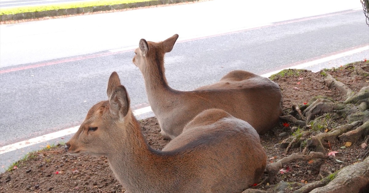 中国の「渡航自粛勧告」から2週間、現在の「奈良公園」で目の当たりにした意外な光景