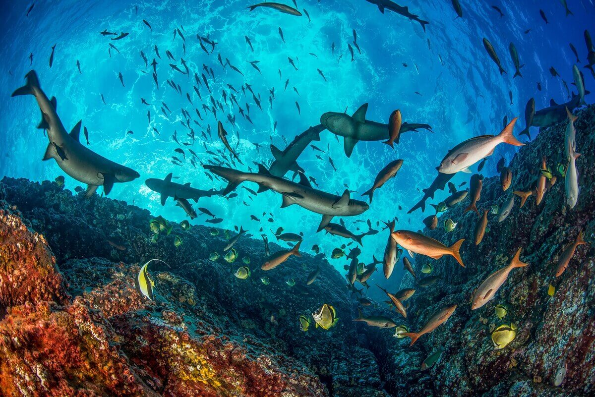 サメが多い海洋保護区と少ない保護区の重要な違いが明らかに、熱帯の東太平洋の調査で判明（ナショナル ジオグラフィック日本版）