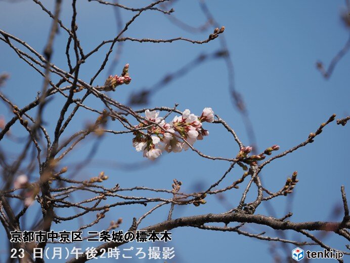 奈良・和歌山などで桜開花 近畿は開花ラッシュ 京都は3月末、大阪は4月上旬に満開