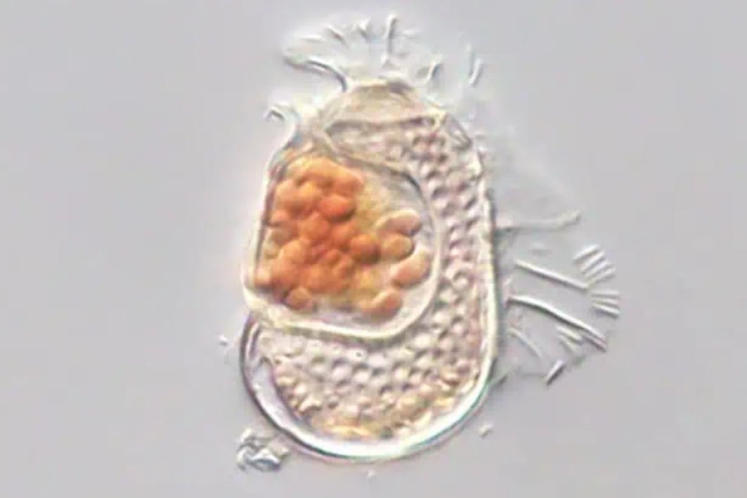 生命と非生命の境界線をまたぐ謎の古細菌を発見