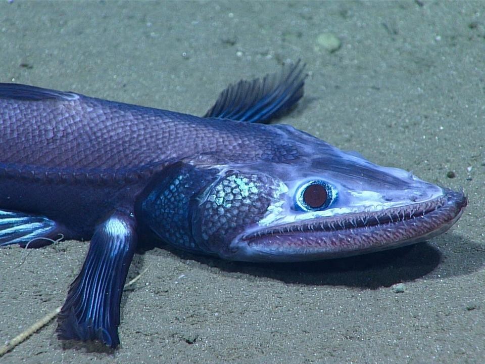 閲覧注意。まるでUMAのような深海の奇妙な生物15種（海外）（BUSINESS INSIDER JAPAN）