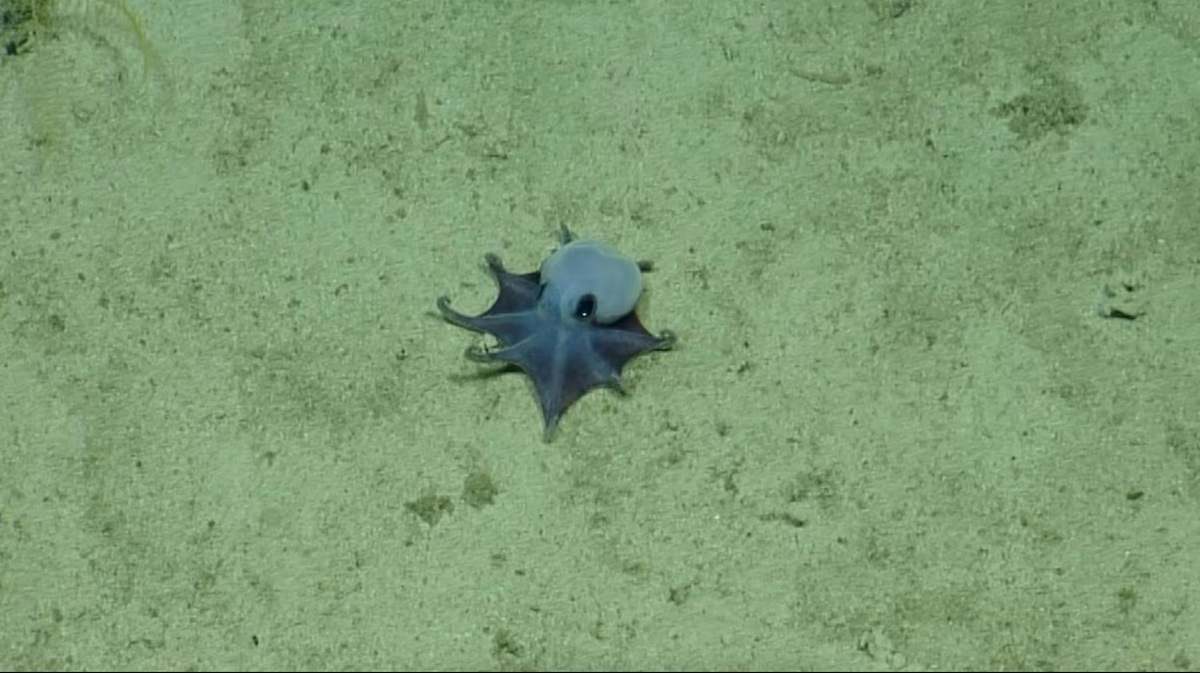 手のひらサイズの青いタコ、新種と判明 ガラパゴス諸島で発見