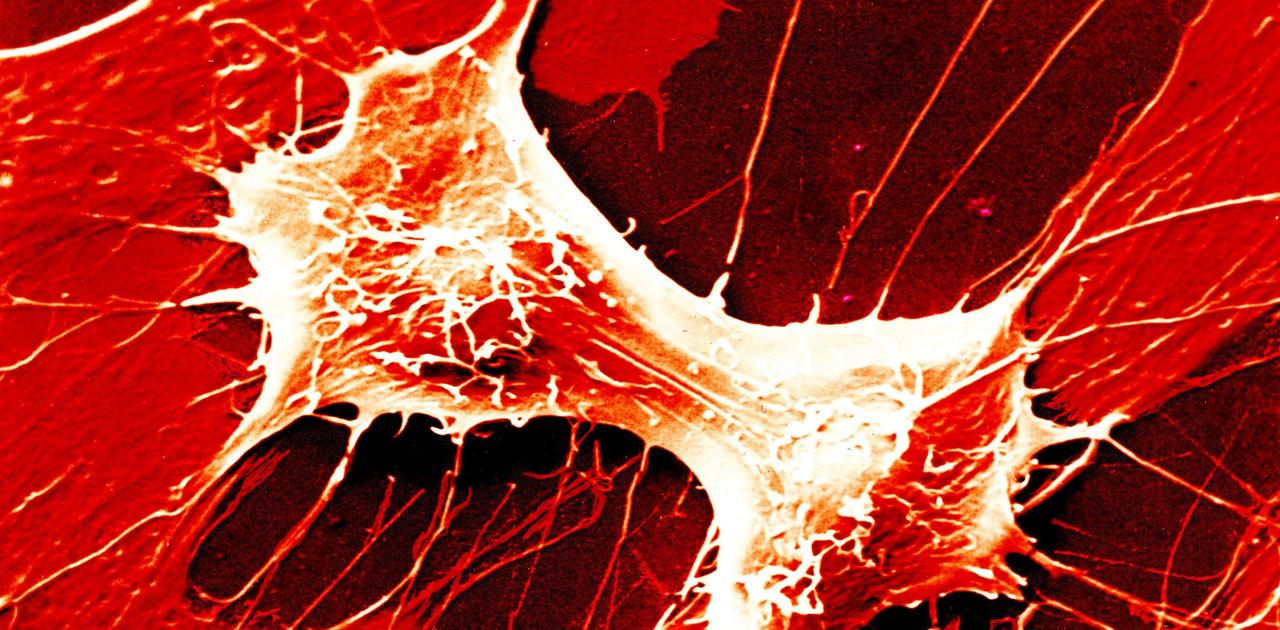 ｢鏡像生命｣は｢完璧な生物兵器｣になる可能性…38人の科学者が研究の中止を訴える