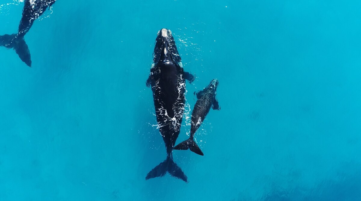 〈目撃〉仰向けで休むクジラ、不可解な光景に研究者も困惑「まさにお手上げ状態でした」（ナショナル ジオグラフィック日本版）