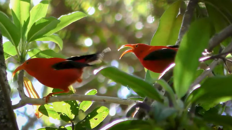 Googleが環境音から「周囲にいる生物の種類や個体数」を推測できるAI「Perch」の強化版をリリース