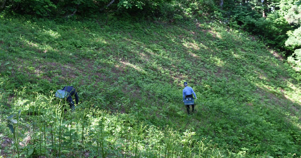 「山菜採りはやめられない」クマ被害続出 それでも山に入る理由