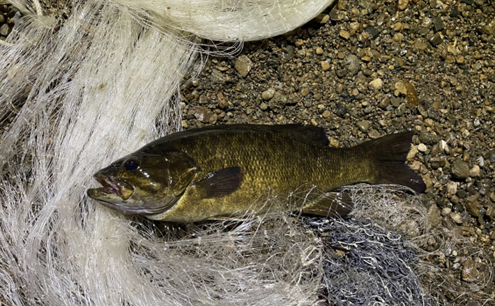 「ブラックバスは頭が良い？」 駆除から逃れるように進化する個体群が確認される