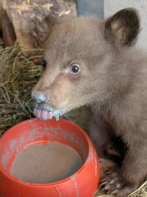 生後２カ月の子グマを保護、クマの衣装で世話する理由は 米