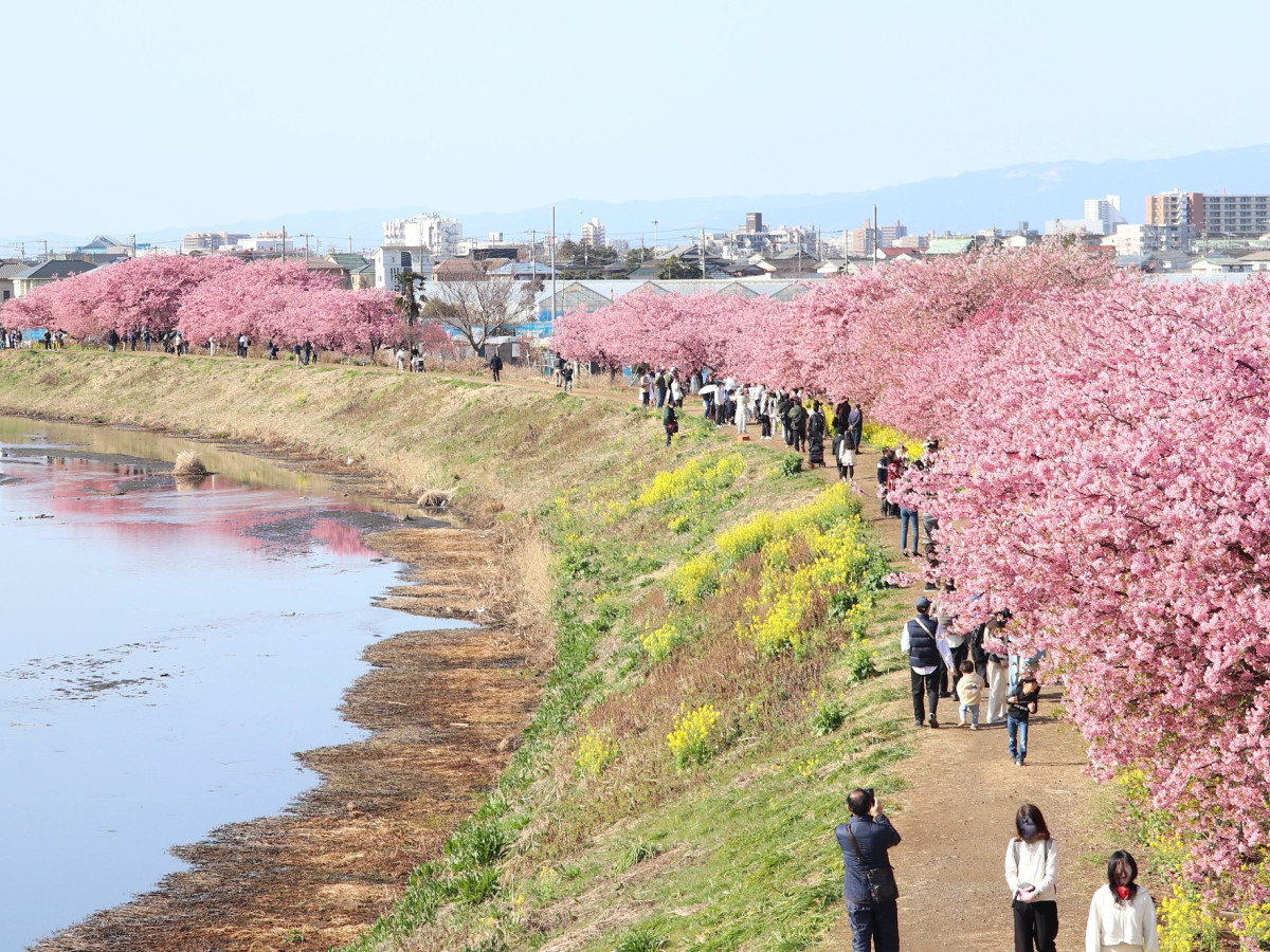 小出川沿いで咲く河津桜と菜の花