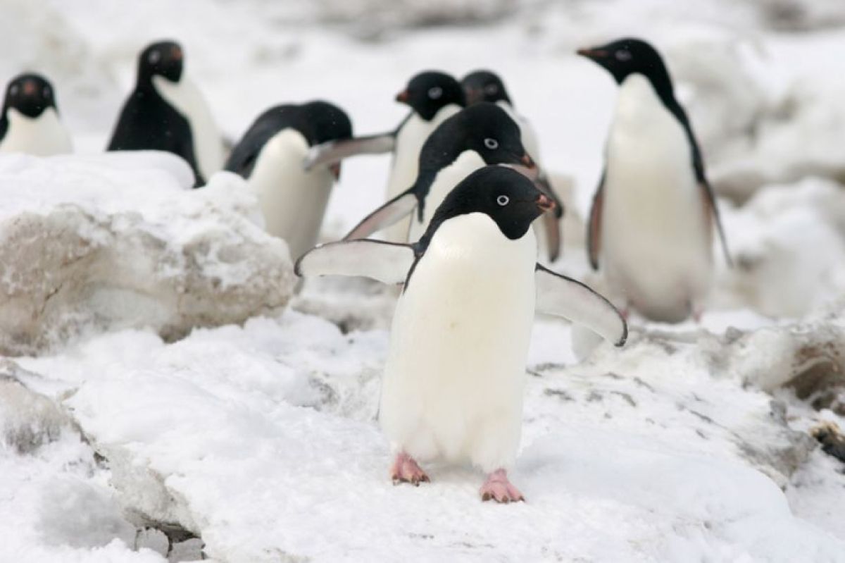 ペンギンのフンが南極を気候変動から守る、地球を冷やす効果を確認