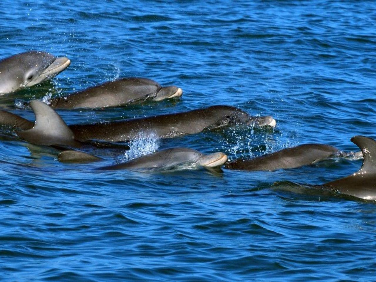 イルカの「言葉」をAIで解明する研究、約1400万円の賞を獲得（CNET Japan）