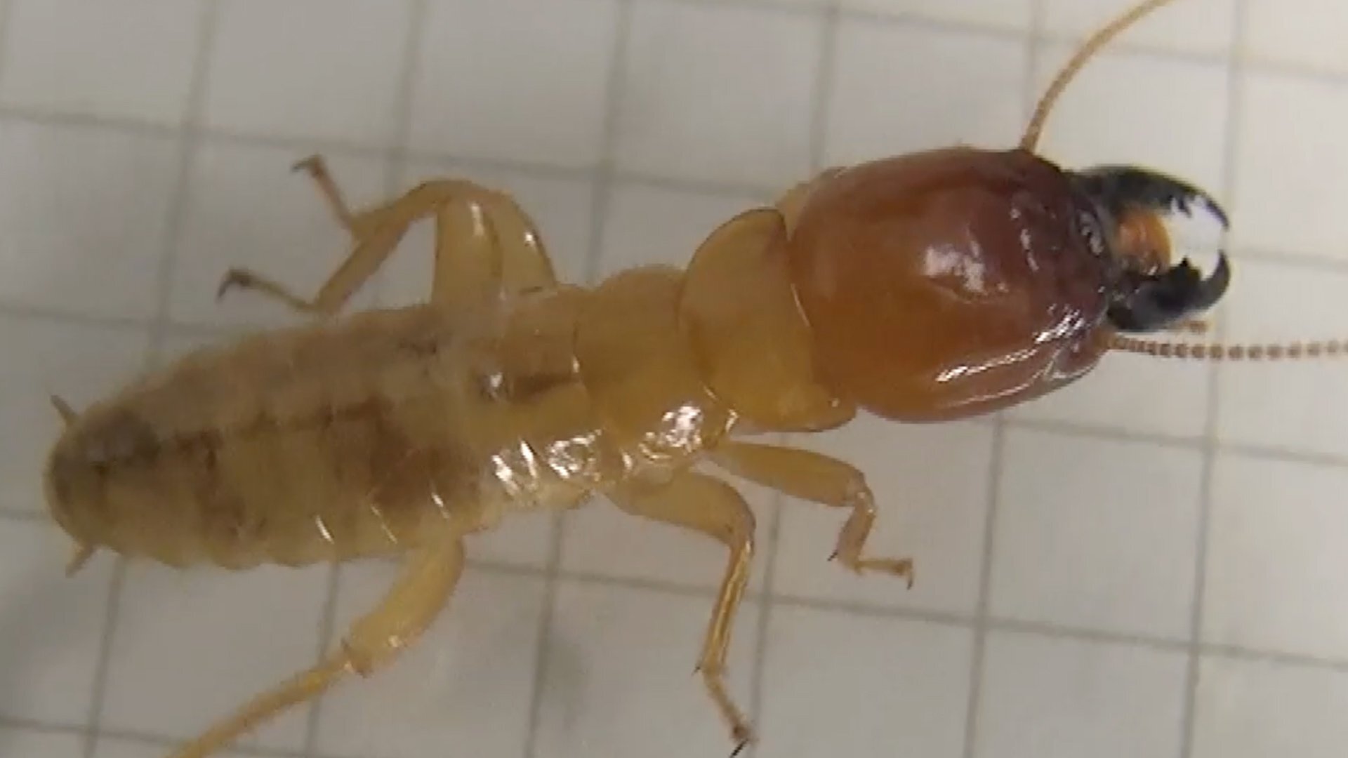 害虫駆除中に発見「新種の可能性高いシロアリ」⋯遺伝子を見たら「全然違う!」“害虫”イメージも研究者は期待「私たちの暮らしに役立つのでは」【シコクオオシロアリ】（テレビ高知）