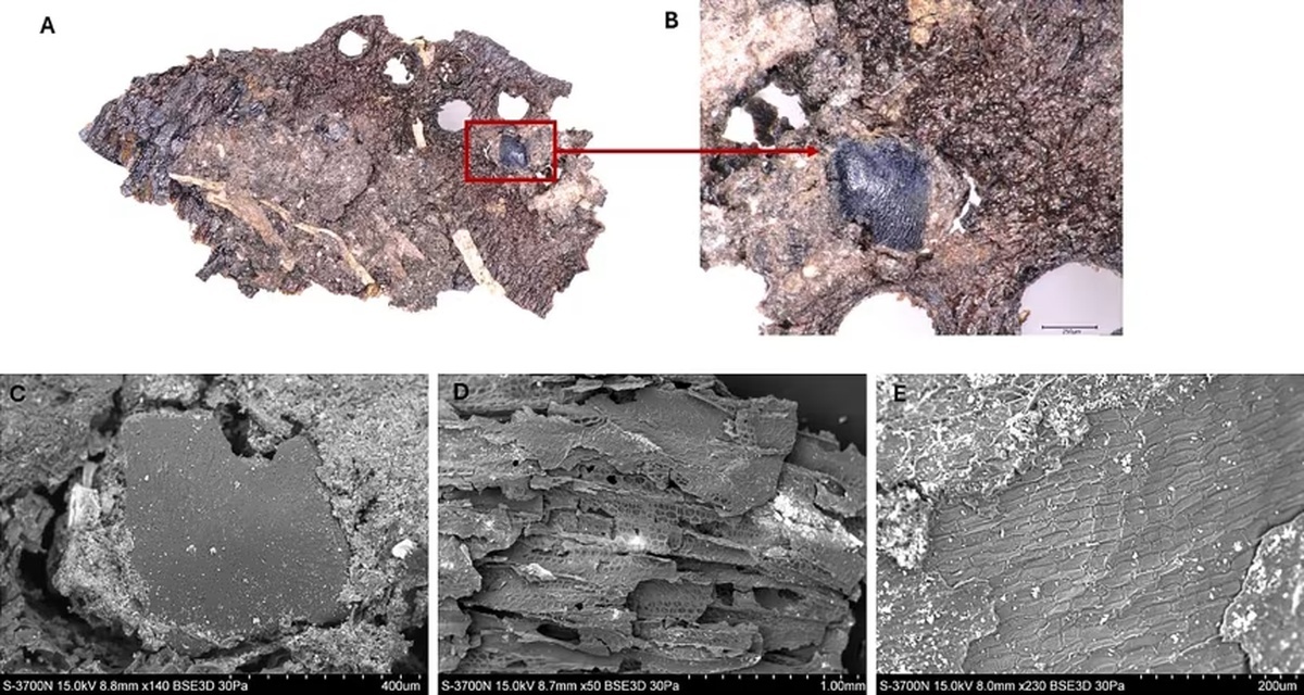 石器時代の料理人、食材を「驚くほど選び抜く」 新研究