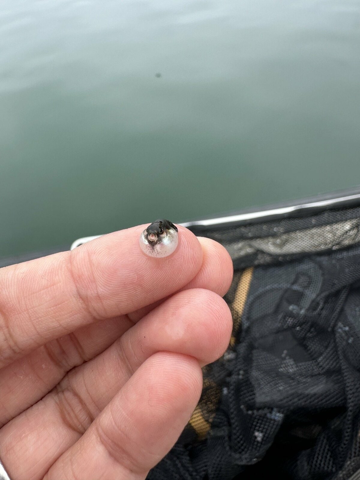 千葉県の海で「小さなフグ」を発見。完全に「怒っている表情」がとても可愛い 投稿主に編集部がインタビュー！ 「千葉県の2024年の観光消費額」についても解説