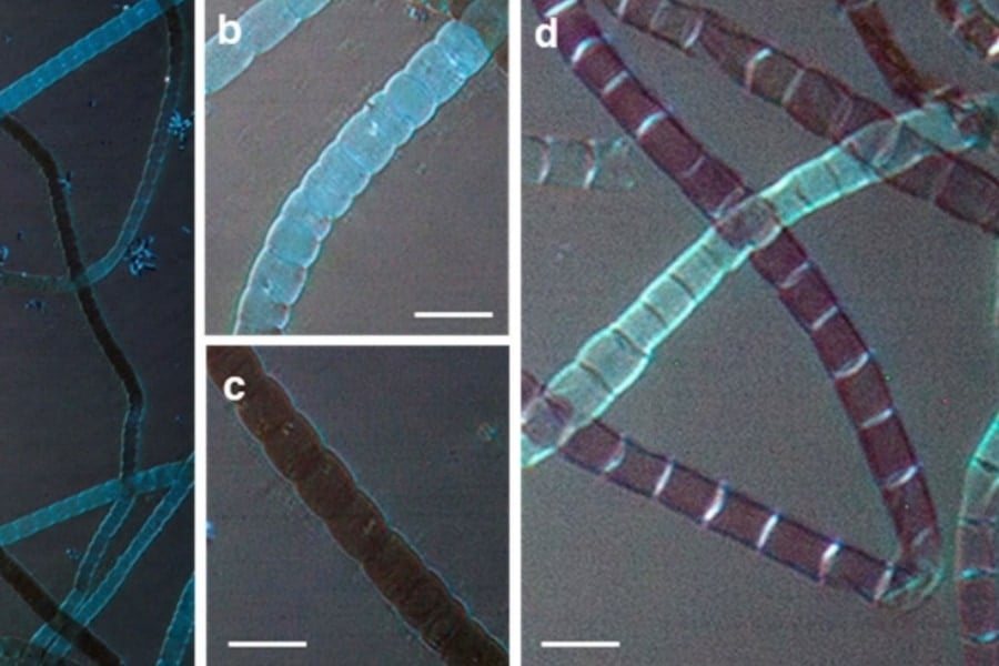 生物が作る金属有機構造体（MOF）を初めて発見