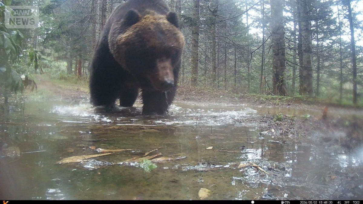 冬眠明けなのに…300kg「メタボヒグマ」北海道で出没 秋田では今年初の人身被害も