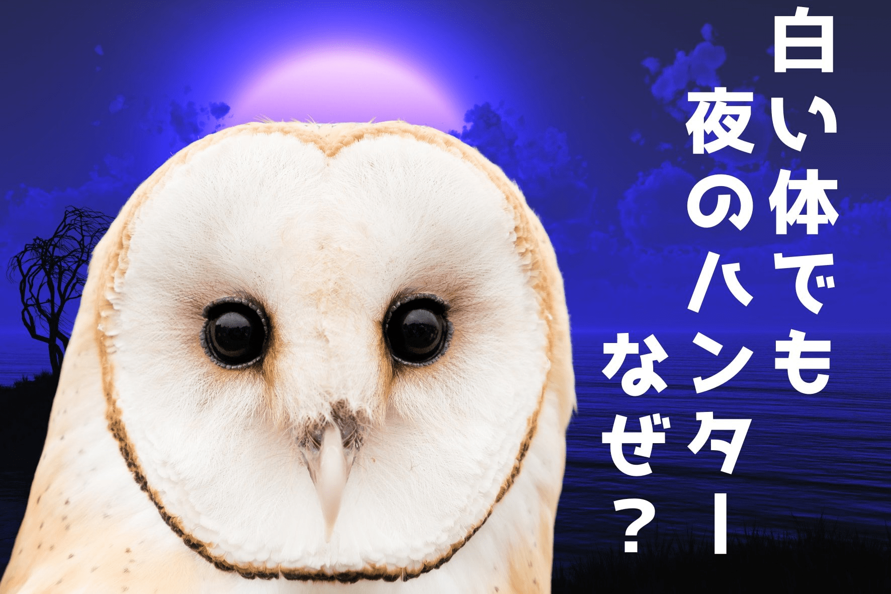 夜に目立つ「白いフクロウ」は闇ではなく光に溶け込んでいた