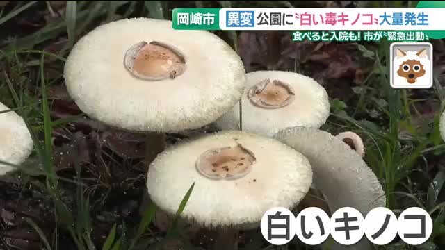 公園に毒キノコ大量発生 愛知・岡崎市、職員も緊急出動 「食べると入院も」「見ため気持ち悪い」