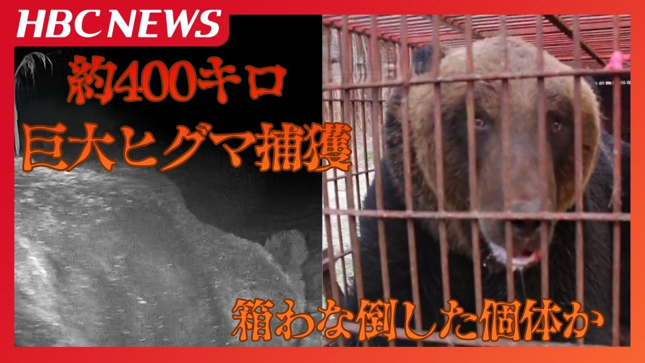 体重約400キロ…こうして巨大ヒグマは捕獲された 約2週間前にも出没?「よくわなに入ったな」地元猟友会会長も驚いた…過去最大級の巨体
