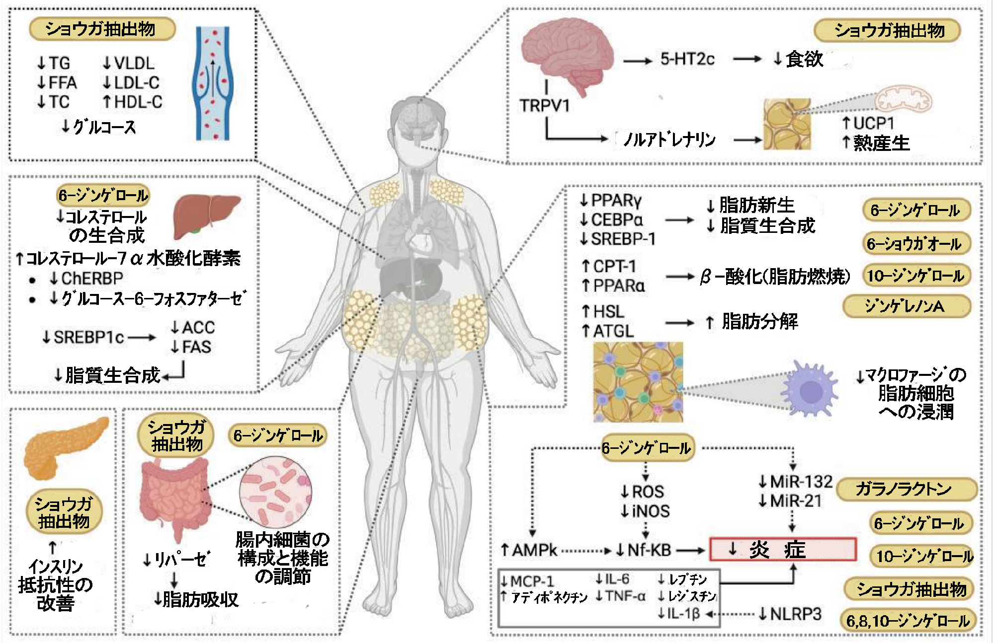 ショウガは腸内細菌叢を調節して肥満や肥満による合併症を防ぎます！