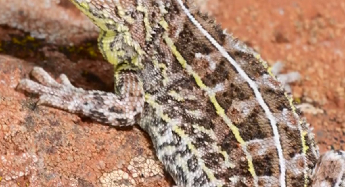 “絶滅”とされた「トカゲ」、およそ半世紀ぶりに再発見―― 繁殖成功で81匹の子どもも誕生、野生の個体群定着には課題も【海外】