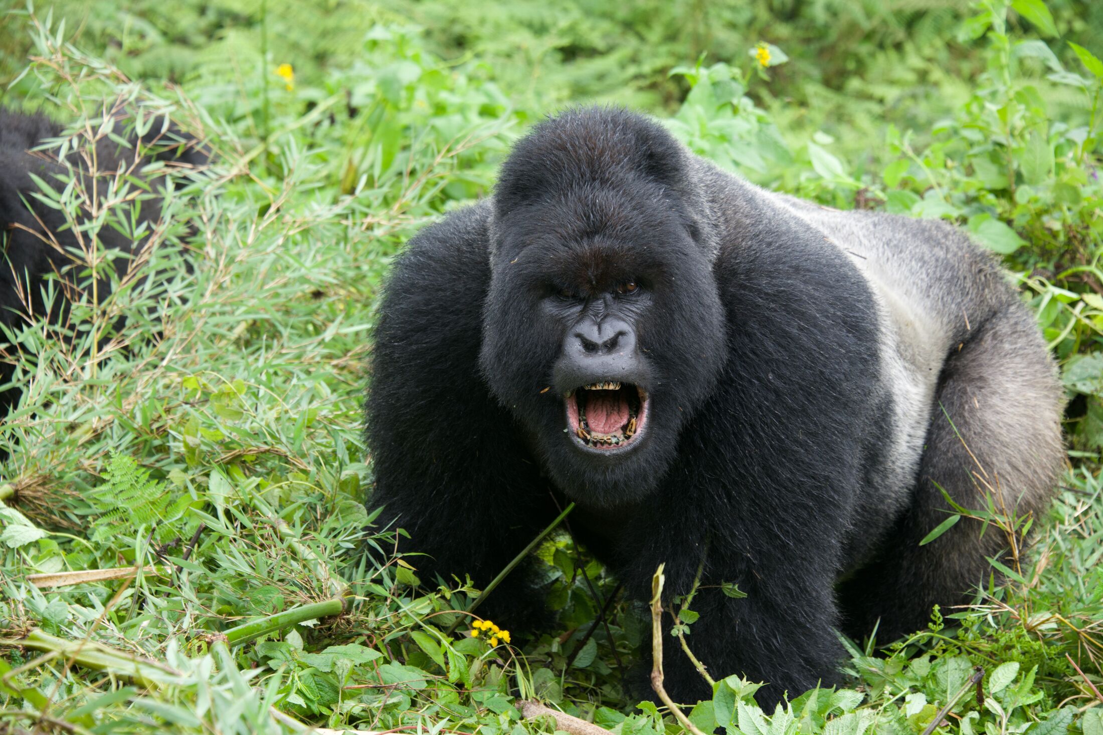 血まみれのケンカでも「絶対にトドメは刺さない」ジャングルに生きる写真家が目撃した“野生ゴリラの任侠ぶり”「彼らを唯一怒らせてしまうのは…」（文春オンライン）