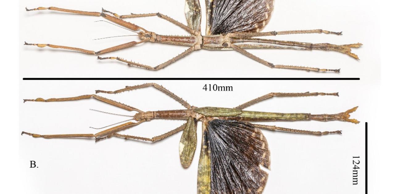 体長40cmの巨大ナナフシが発見される