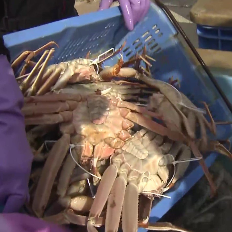 ズワイガニにも少子化の波…漁解禁、初日の水揚げ量は「良かった」一方で“2〜3年後”に対する不安の声も（FNNプライムオンライン）
