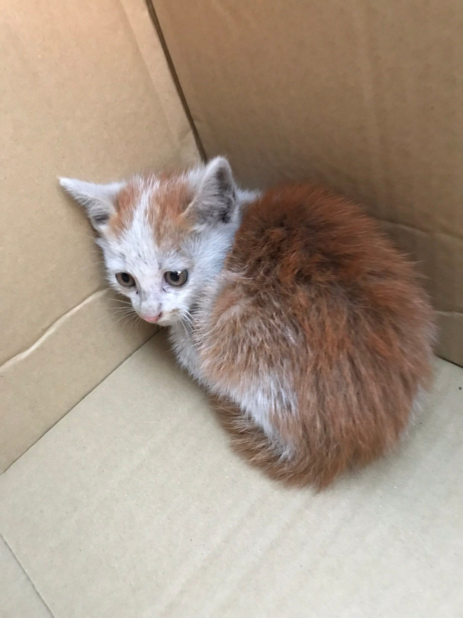 「運転中、赤信号で止まってたら」子猫が車に飛び込んできた！運命的な出会いにキュン「人生最高の飛び込み営業」｜まいどなニュース