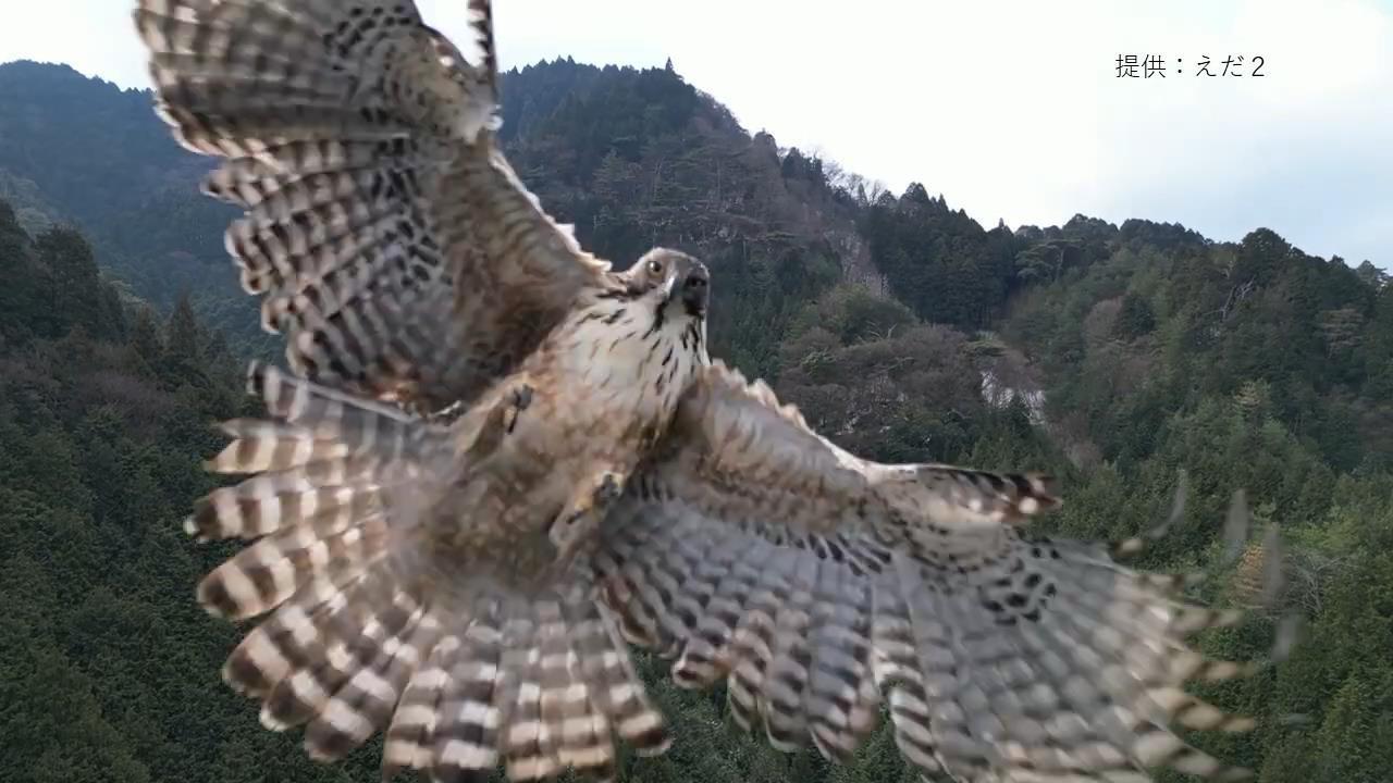 【ドローン墜落】鳥がぶつかってきた"その瞬間"！羽を広げ目を見開きながら... 約10万円のドローンが壊れても撮影者は「鳥にけががありませんように」